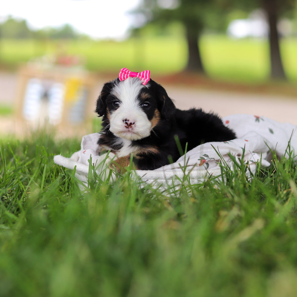 Hadley - Available 7/9