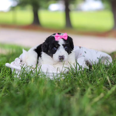 Hanna - Available 7/9