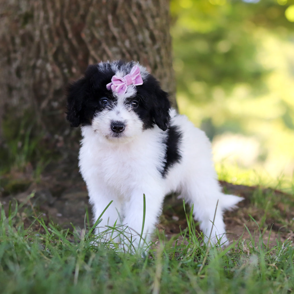 Hanna - Available 7/9