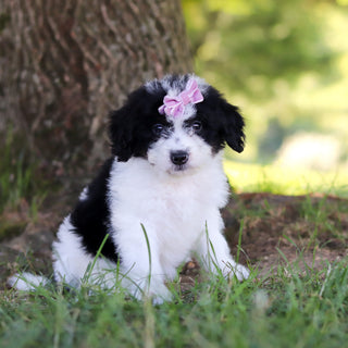 Hanna - Available 7/9