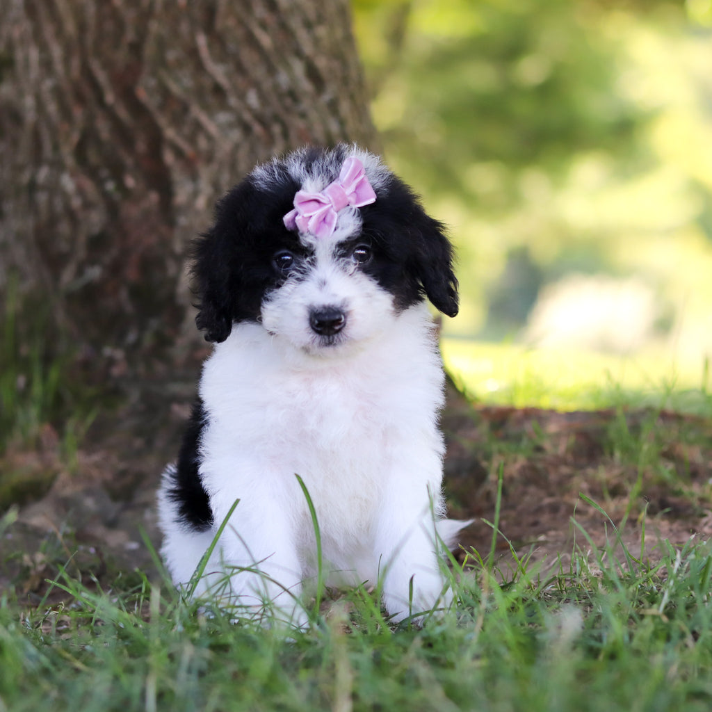 Hanna - Available 7/9