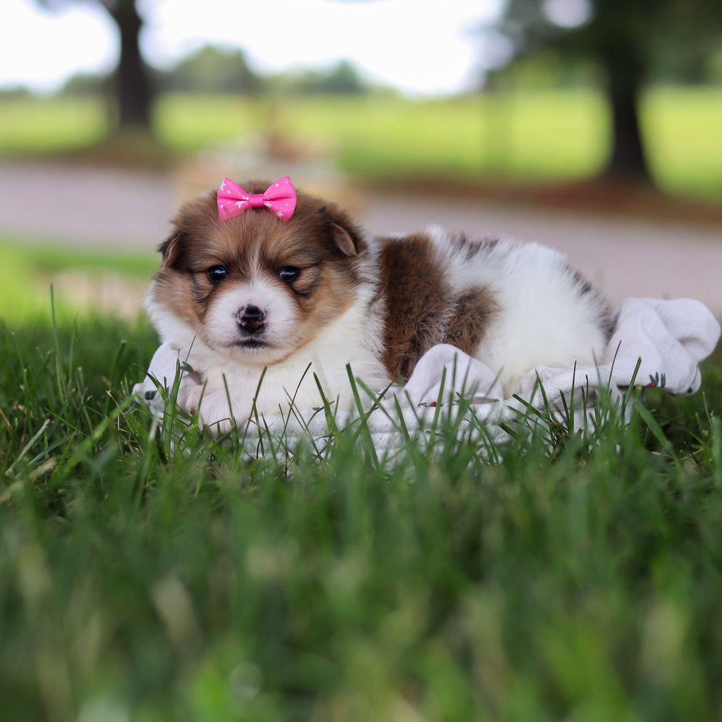 Lila - Available 7/9