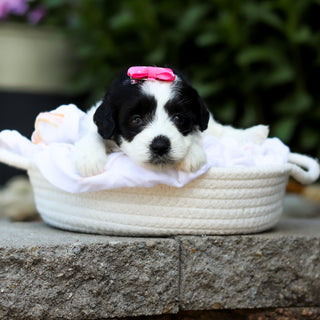 Tessa - Available 7/16
