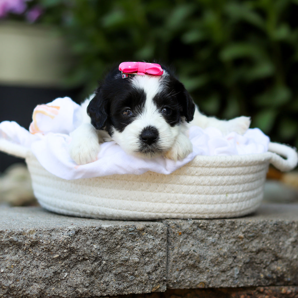 Tessa - Available 7/16