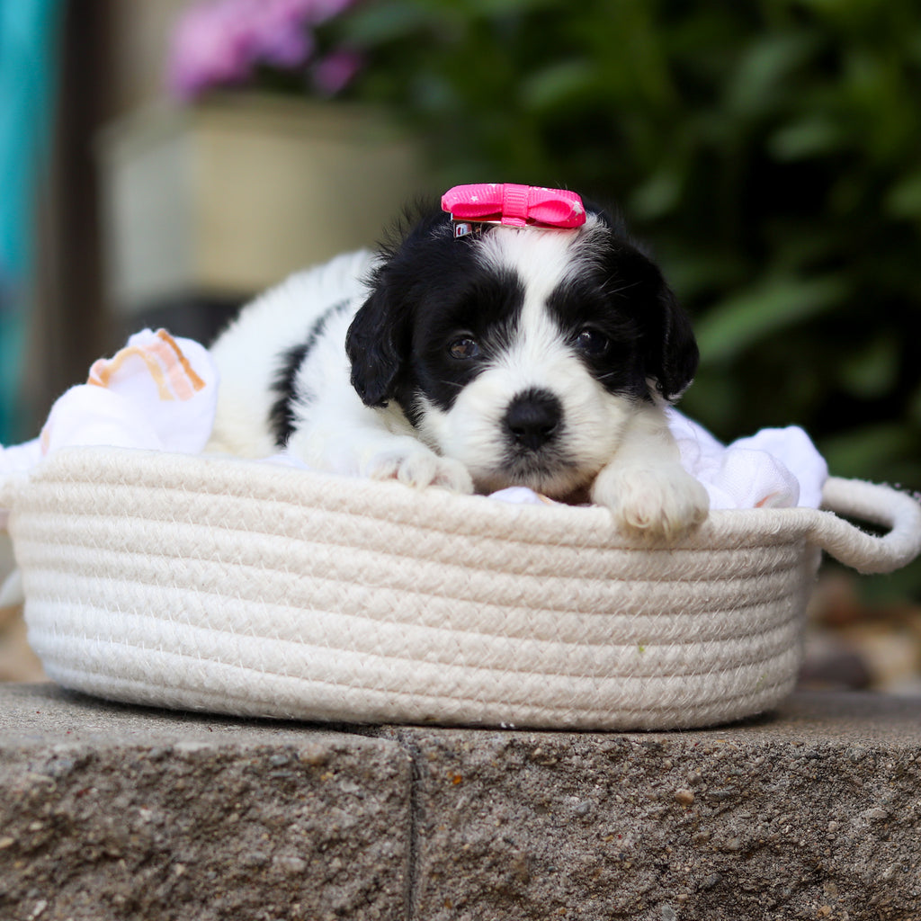 Tessa - Available 7/16
