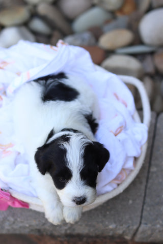 Trixie - Available 7/16