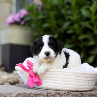 Trixie - Available 7/16