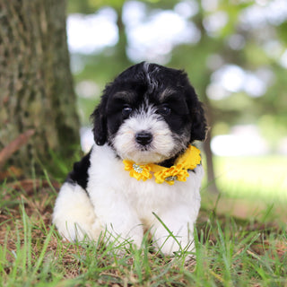 Tilly - Available 7/16