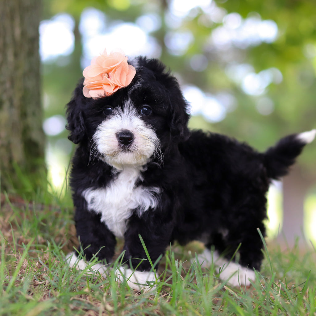 Tilly - Available 7/16