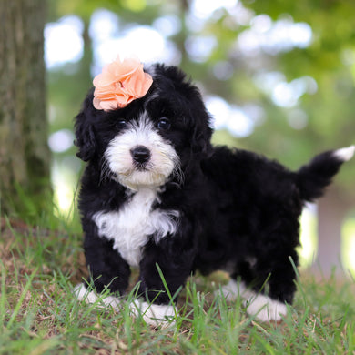 Tilly - Available Now