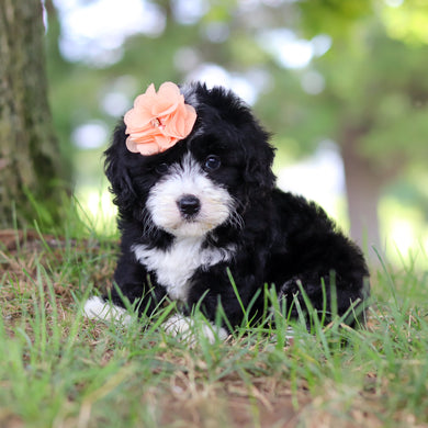 Tilly - Available Now