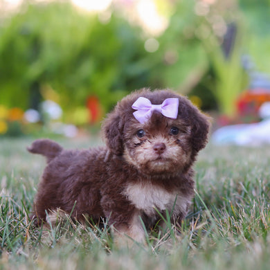 Mila - Available 8/20