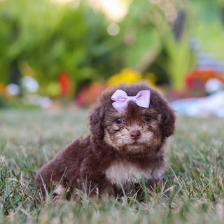Mila - Available 8/20