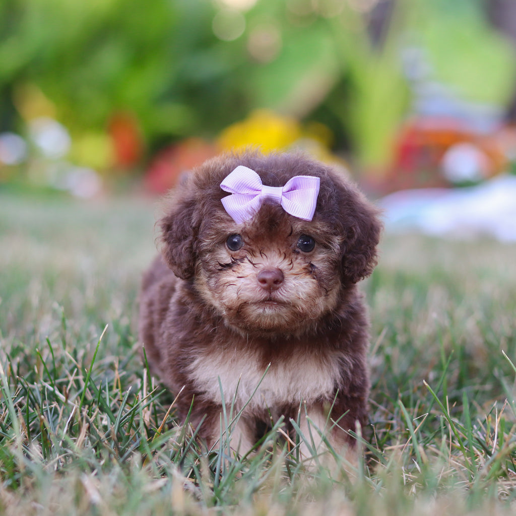 Mila - Available 8/20