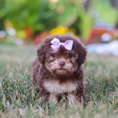 Mila - Available 8/20