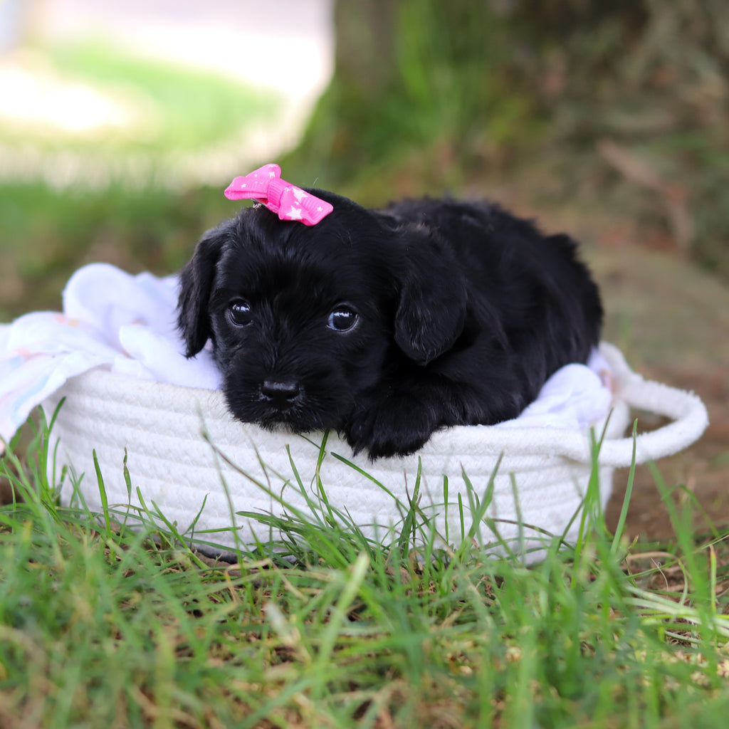 Gladys - Available 8/6