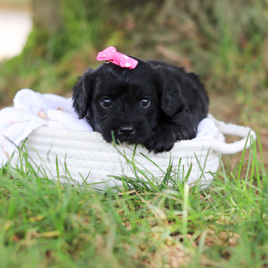 Gladys - Available 8/6