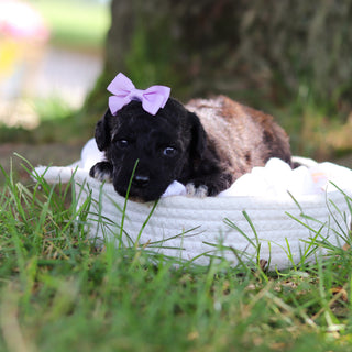 Debbie - Available 8/6
