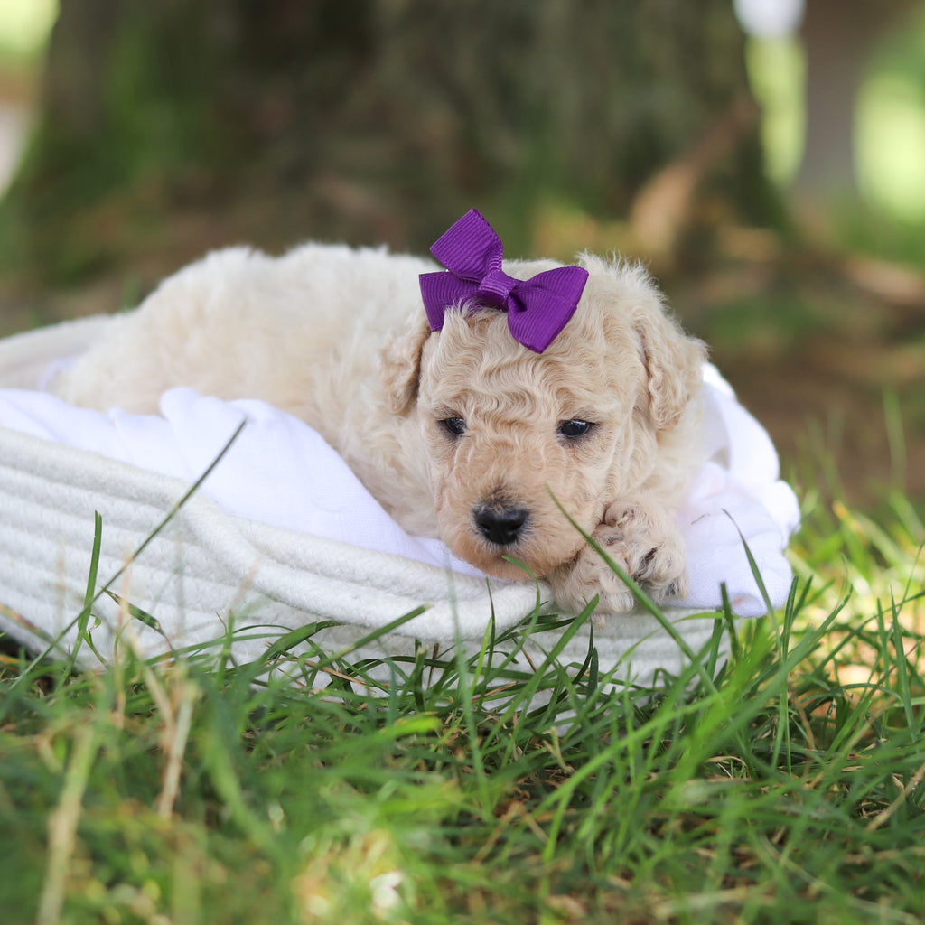 Delilah - Available 8/6