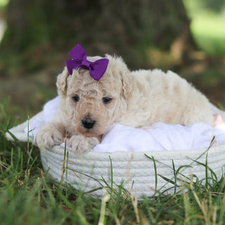 Delilah - Available 8/6