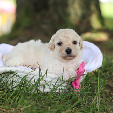 Dolly - Available 8/6