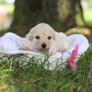 Dolly - Available 8/6