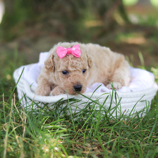 Donna - Available 8/6
