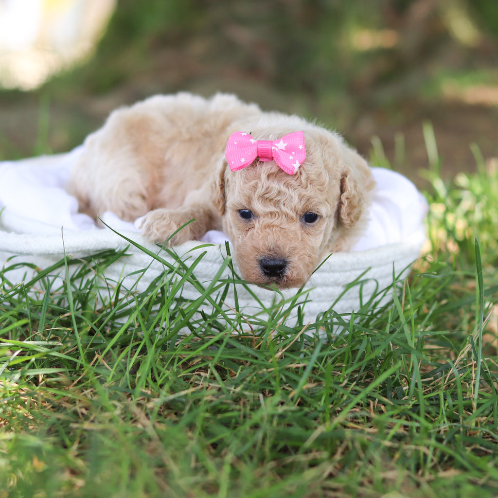 Donna - Available 8/6