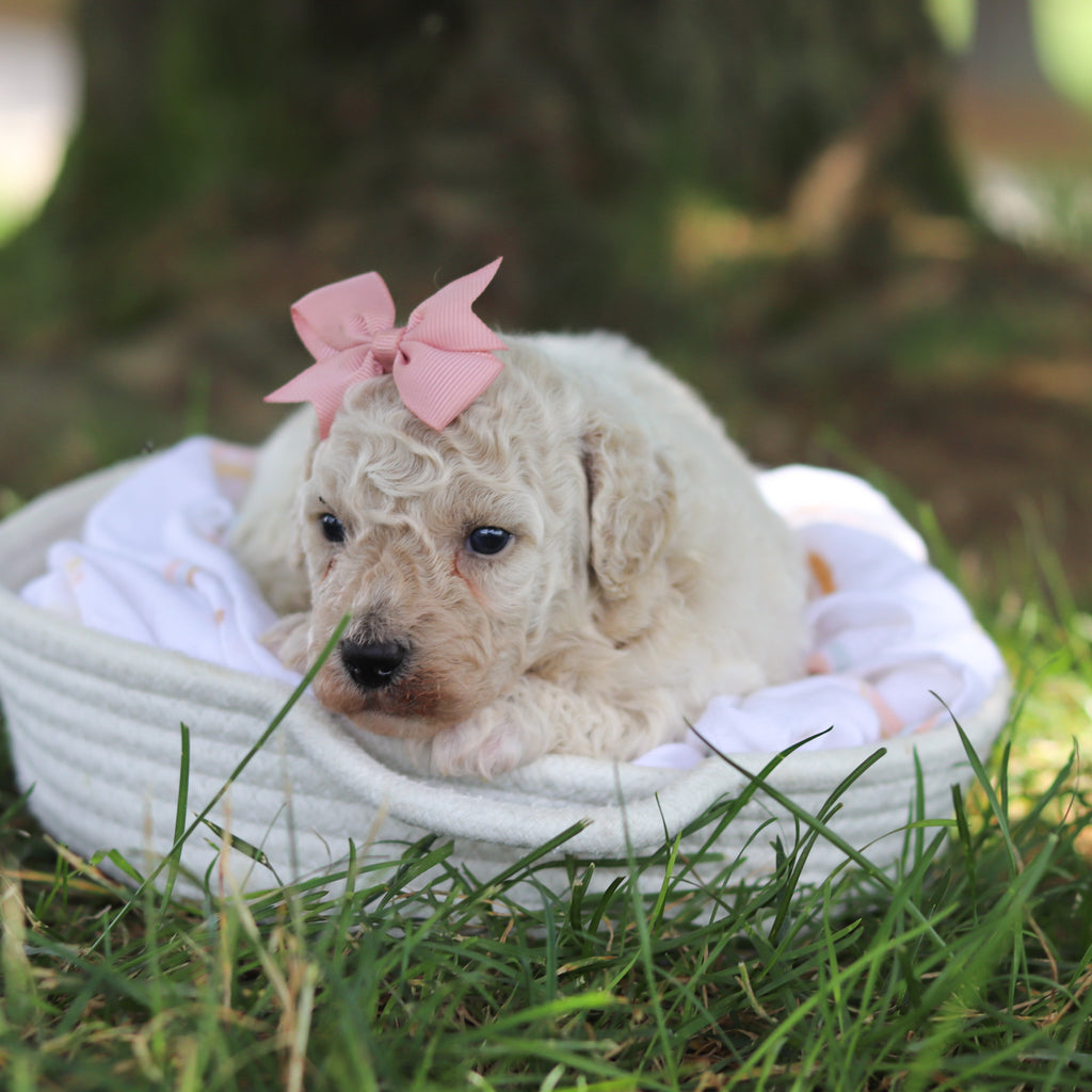 Dena - Available 8/6