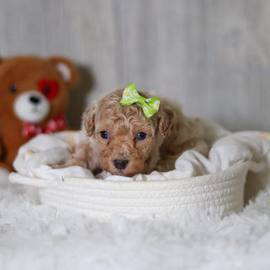 Matilda - Available 6/11
