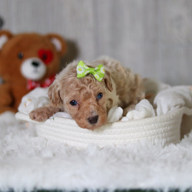 Matilda - Available 6/11