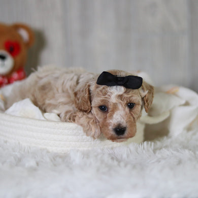 Maple - Available 6/11
