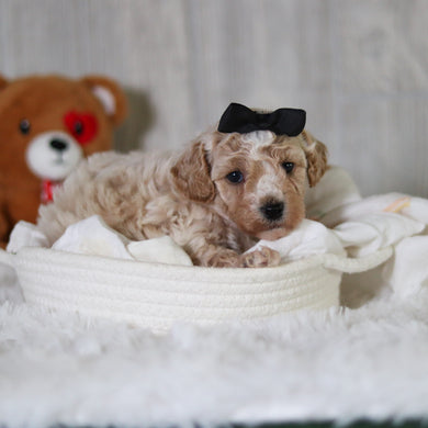 Maple - Available 6/11