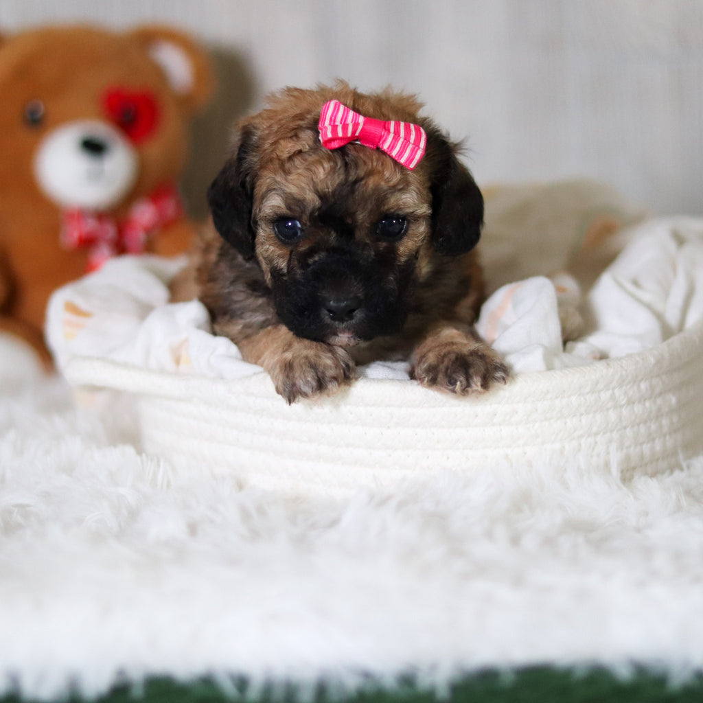 Maui - Available 6/11