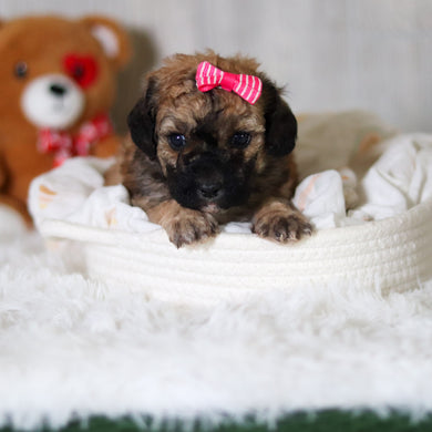 Maui - Available 6/11