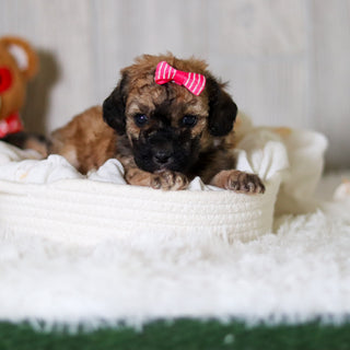 Maui - Available 6/11