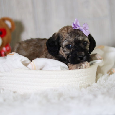 Midge - Available 6/11