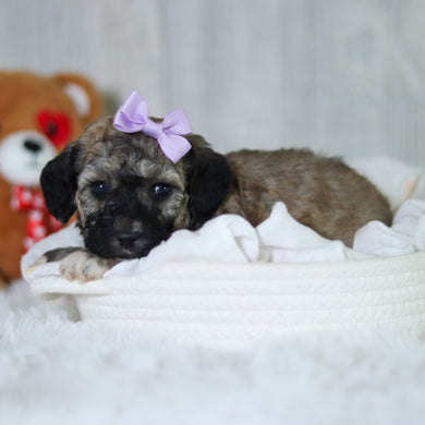 Midge - Available 6/11