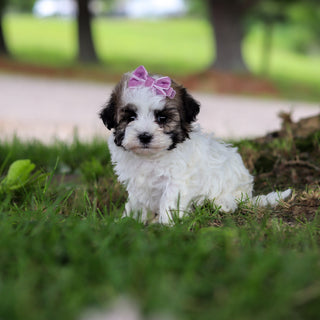 Delilah - Available 6/18