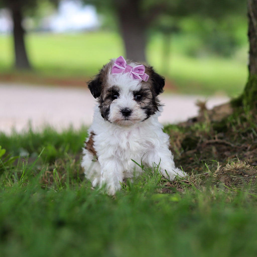 Delilah - Available 6/18