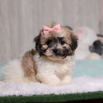 Callie - Available 1/28