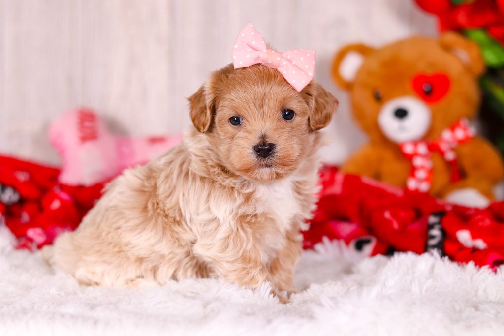 Tilda - Available 2/11