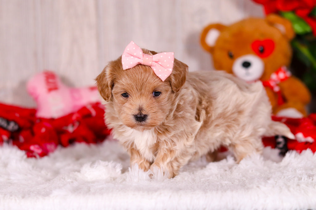 Tilda - Available 2/11