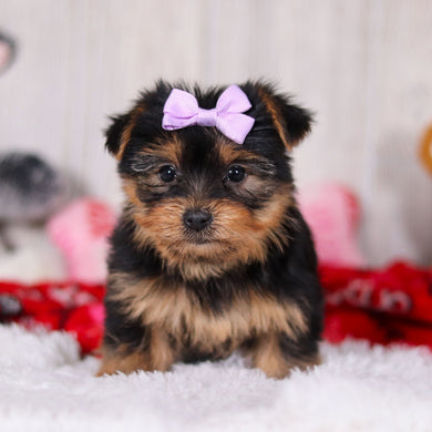 Trina - Available 2/11