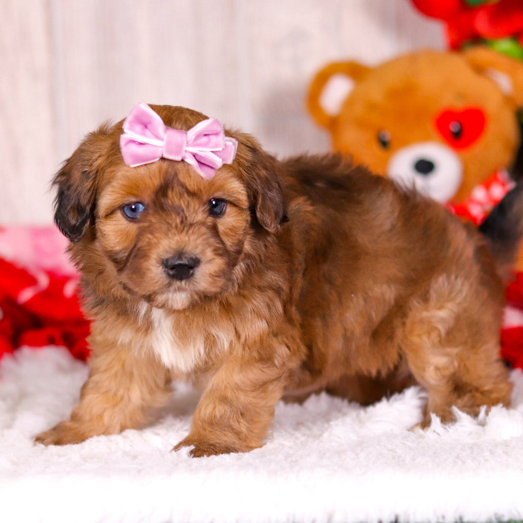 Lizzie - Available 2/11