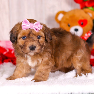 Lizzie - Available 2/11