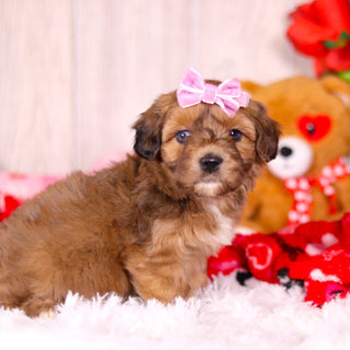 Lizzie - Available 2/11