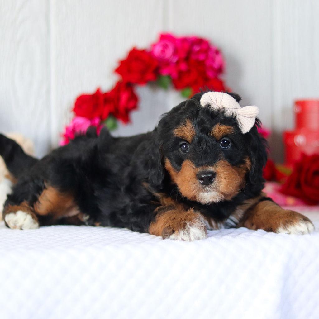 Nori - Available 2/26