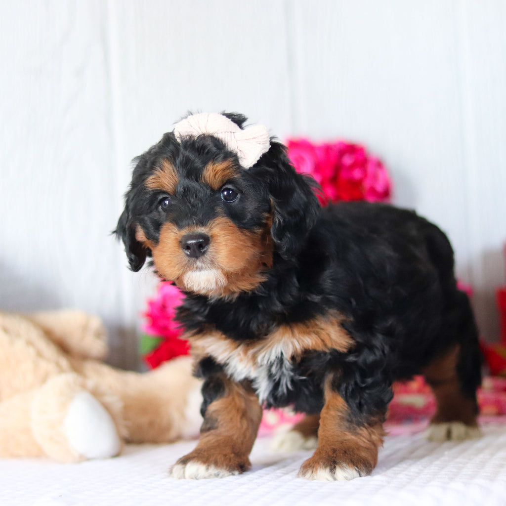 Nori - Available 2/26