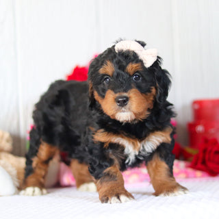 Nori - Available 2/26